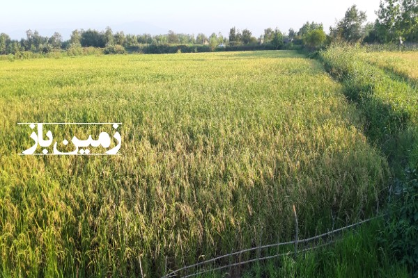 فروش زمین کشاورزی گیلان ۴۰۰۰ متر بعد از کوچصفهان روستای ابراهیم سرا-1