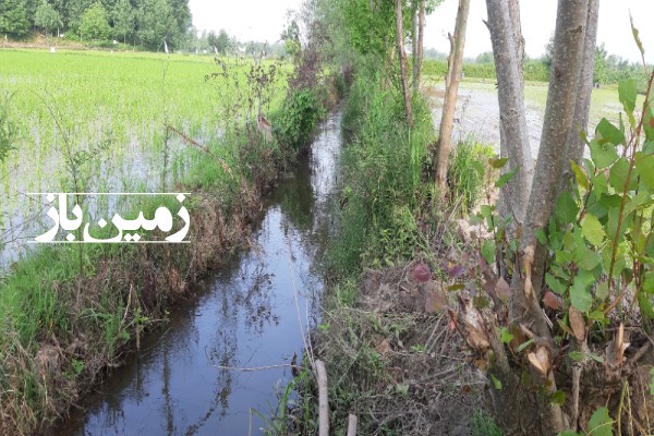 فروش زمین کشاورزی گیلان ۴۰۰۰ متر بعد از کوچصفهان روستای ابراهیم سرا-3