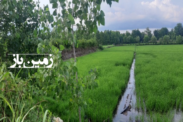 فروش زمین کشاورزی گیلان ۴۰۰۰ متر بعد از کوچصفهان روستای ابراهیم سرا-4