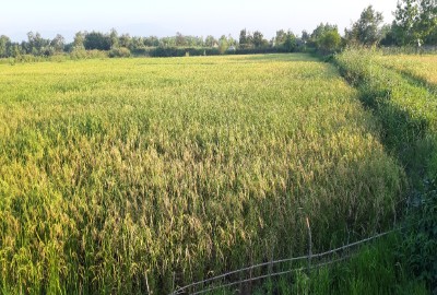 فروش زمین کشاورزی گیلان ۴۰۰۰ متر بعد از کوچصفهان روستای ابراهیم سرا