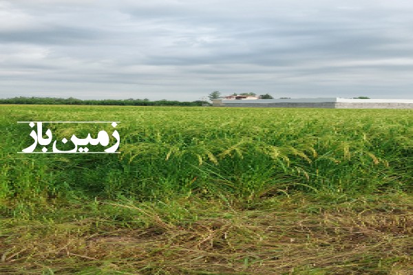 فروش زمین کشاورزی گیلان ۲۰۰۰ متر فومن اول جاده قلعه رودخان-1