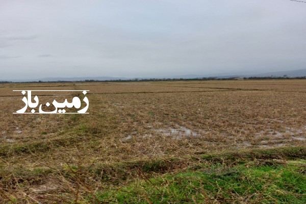 فروش زمین کشاورزی گیلان ۲۰۰۰ متر فومن اول جاده قلعه رودخان-3