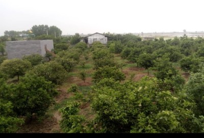 فروش زمین کشاورزی باغی شمال ۱۲۰۰ متر بین کیاکلا و جویبار روستای کله بن