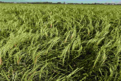 فروش زمین کشاورزی گیلان ۲۱۵۷۶ متر آستانه کورکا روستای کشل آزاد سرا