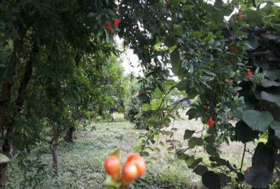 فروش زمین باغ شمال ۴۰۰ متر بابل روستای آهنگر کلا بزرگ