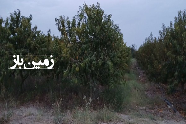 فروش باغ با ۳۰۰۰ متر زمین شمال نکا روستای اطرب-1