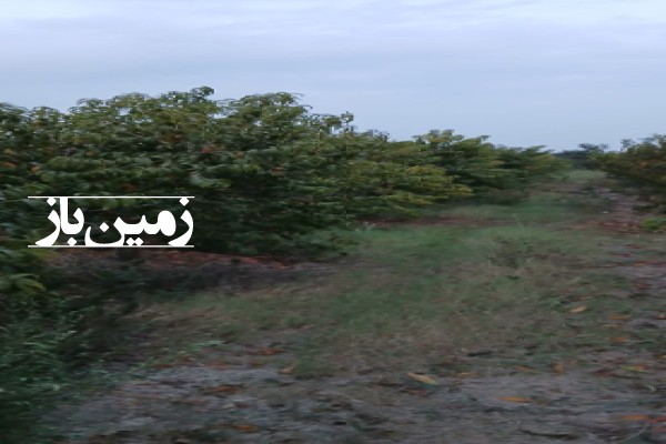 فروش باغ با ۳۰۰۰ متر زمین شمال نکا روستای اطرب-2