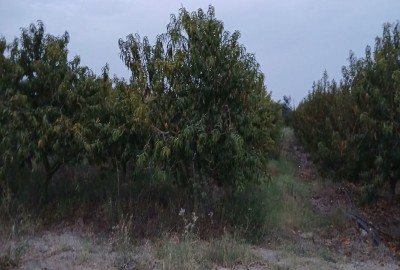 فروش باغ با ۳۰۰۰ متر زمین شمال نکا روستای اطرب