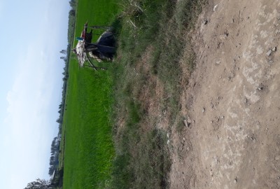 فروش زمین کشاورزی آمل ۱۶۰۰ متر روستای تجنگ