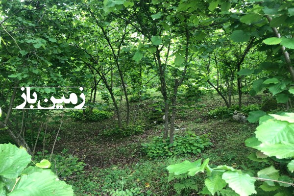 فروش زمین باغ مسکونی رحیم آباد ۹۲۳۸ متر سفیدآب روستای نیلو-1