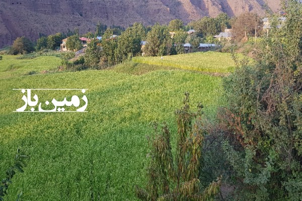 فروش زمین مسکونی کشاورزی الموت شرقی ۴۰۰۰ متر روستای سفیددر-1