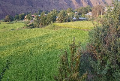 فروش زمین مسکونی کشاورزی الموت شرقی ۴۰۰۰ متر روستای سفیددر