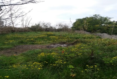 فروش زمین مسکونی شمال ۱۰۰۰ متر جاده ساری به جویبار روستای عیسی خندق