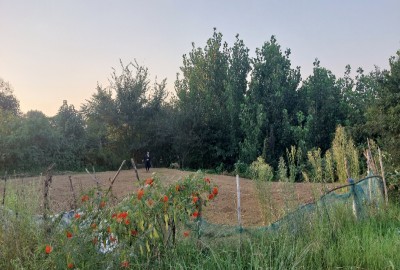 فروش زمین مسکونی گیلان ۴۴۰ متر پسیخان رشت روستای ماشاتوک