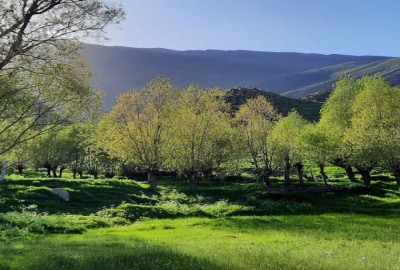 فروش زمین شمال ۸۶۹ متر جاده هراز دلارستاق روستای تینه