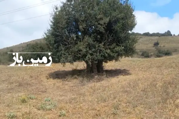 فروش زمین کشاورزی صنعتی شمال ۱ هکتار کیاسر جاده الندان - تصویر 4