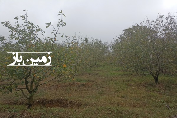 فروش زمین باغ کشاورزی شمال ۴۰۰ متر چالوس روستای ناصرآباد-1