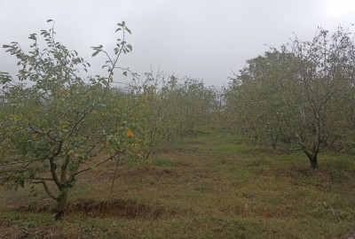 فروش زمین باغ کشاورزی شمال ۴۰۰ متر چالوس روستای ناصرآباد