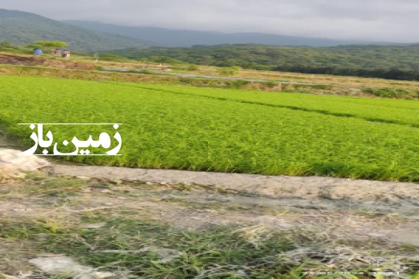 فروش زمین کشاورزی گیلان ۱۰۰۰ متر بندرگز روستای استون اباد-2