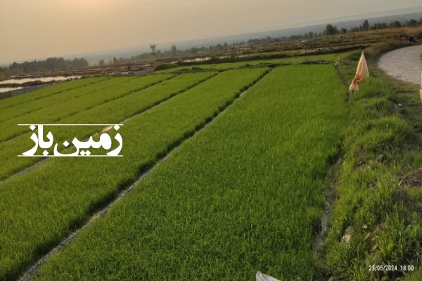 فروش زمین کشاورزی گیلان ۱۰۰۰ متر بندرگز روستای استون اباد-3