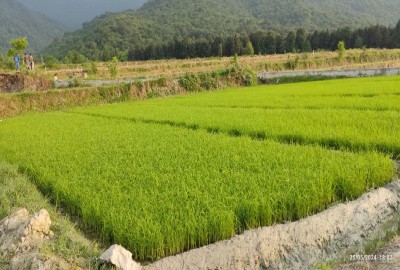 فروش زمین کشاورزی گیلان ۱۰۰۰ متر بندرگز روستای استون اباد