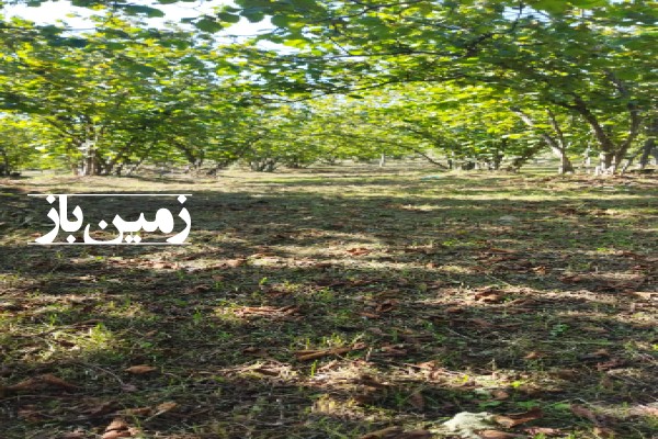 فروش زمین گیلان ۴۰۰۰ متر رحیم آباد اشکورات روستای لیماچال-4