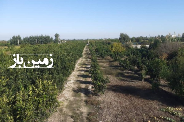 فروش زمین باغ شمال ۸۵۰۰ متر ساری بلوار فرح آباد روستای چمازک-2