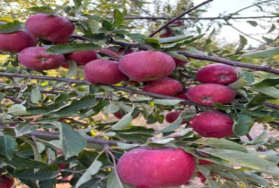 فروش زمین باغ آذربایجان شرقی ۷ هکتار هشترود روستای سعادتلو