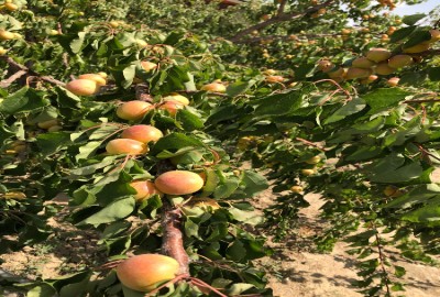 فروش زمین باغ آذربایجان شرقی ۶۰۰ متر صوفیان روستای نعمت الله