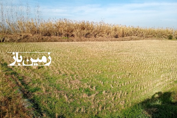 فروش زمین کشاورزی شمال ۲۶۵۰ متر فریدون‌ کنار روستای بی نمد-1