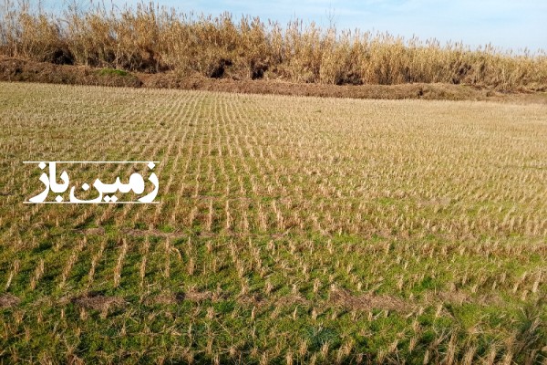 فروش زمین کشاورزی شمال ۲۶۵۰ متر فریدون‌ کنار روستای بی نمد-3