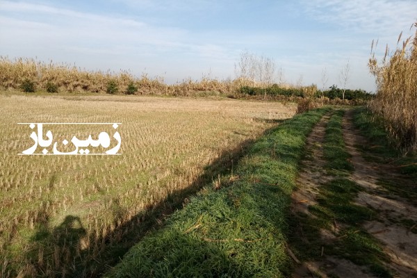 فروش زمین کشاورزی شمال ۲۶۵۰ متر فریدون‌ کنار روستای بی نمد-4