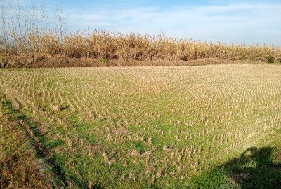 فروش زمین کشاورزی شمال ۲۶۵۰ متر فریدون‌ کنار روستای بی نمد