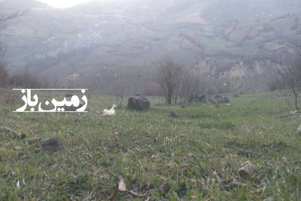 فروش زمین کشاورزی گیلان ۲۴۵۸ متر رانکوه روستای دیماجانکش-4