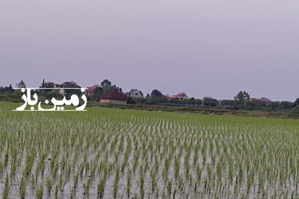 فروش زمین کشاورزی شمال ۶۴۸۰ متر تنکابن سلیمان آباد روستای لات کنار-2