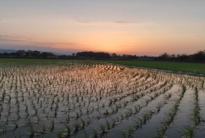 فروش زمین کشاورزی شمال ۶۴۸۰ متر تنکابن سلیمان آباد روستای لات کنار