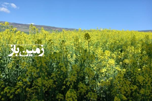 فروش زمین کشاورزی شمال ۱۵۰۰ متر فریم روستای جعفرکلا-1