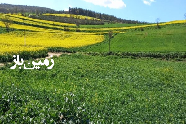 فروش زمین کشاورزی شمال ۱۵۰۰ متر فریم روستای جعفرکلا-4