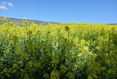 فروش زمین کشاورزی شمال ۱۵۰۰ متر فریم روستای جعفرکلا