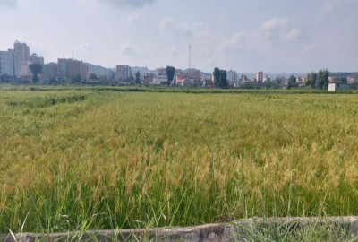 فروش زمین کشاورزی شمال ۸۸۰ متر نکا نزدیک روستای دوقانلو