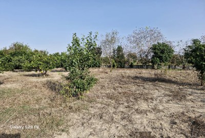 فروش زمین باغ کشاورزی شمال ۳۰۰ متر ساری روستای سوته