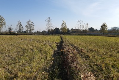 فروش زمین کشاورزی گیلان ۳۷۰۰ متر فومن روستای شیرذیل