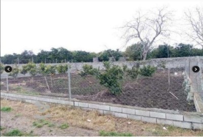 فروش زمین باغ کشاورزی شمال ۳۰۰ متر بابل جاده کیاکلا روستای موزیگله