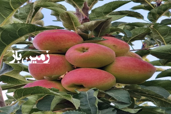 فروش زمین باغ کشاورزی سمیرم ۳۱۰۰۰ متر وردشت روستای دهکرد-2