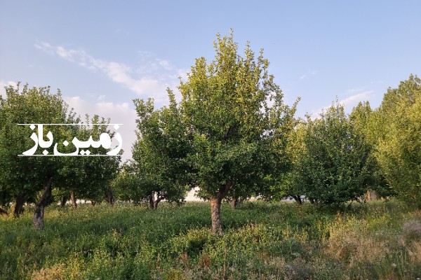 فروش زمین باغ کشاورزی سمیرم ۳۱۰۰۰ متر وردشت روستای دهکرد-3