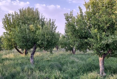 فروش زمین باغ کشاورزی سمیرم ۳۱۰۰۰ متر وردشت روستای دهکرد