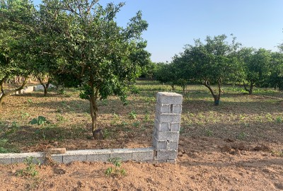 فروش زمین باغ شمال ۱۱۰۰ متر بابل روستای هریکنده