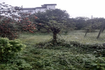 فروش زمین باغچه شمال ۲۰۰ متر تنکابن روستای مزرک