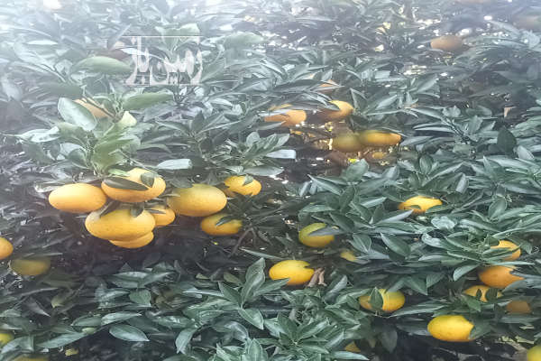 فروش زمین باغ شمال ۷۰۷۰ متر آمل پاشا کلادشت سر-3