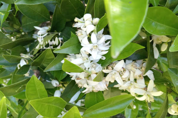 فروش زمین باغ شمال ۷۰۷۰ متر آمل پاشا کلادشت سر-4